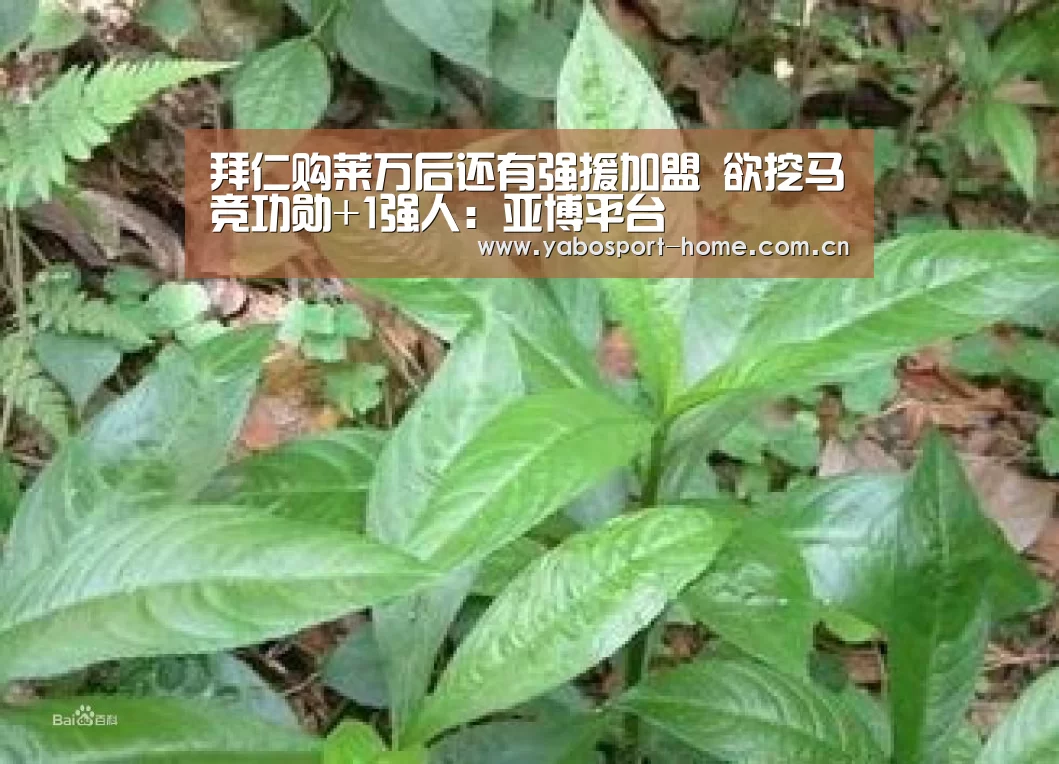 拜仁购莱万后还有强援加盟 欲挖马竞功勋+1强人：亚博平台